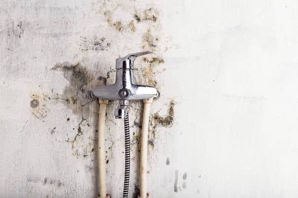 Trusted Brimfield, OH Mold Removal Experts