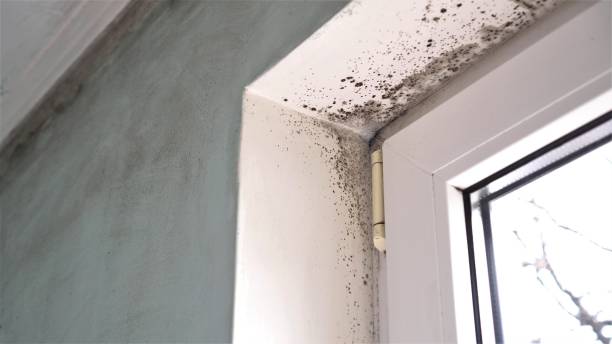 Best Black Mold Removal  in Brimfield, OH