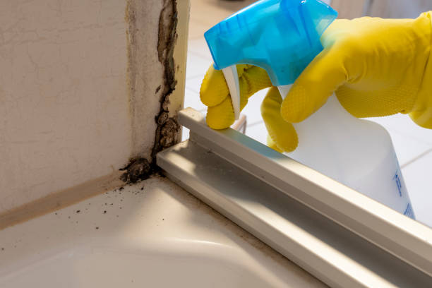 Best Mold Removal Near Me  in Brimfield, OH