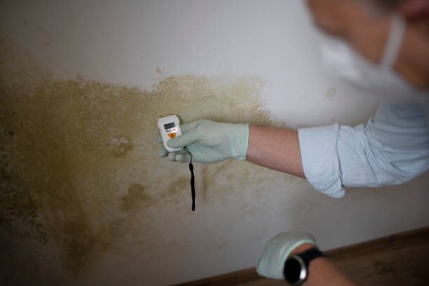 Best Home Mold Removal  in Brimfield, OH