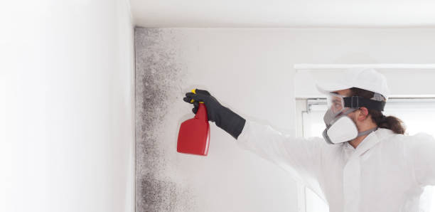 Best Mold Cleaning Services  in Brimfield, OH