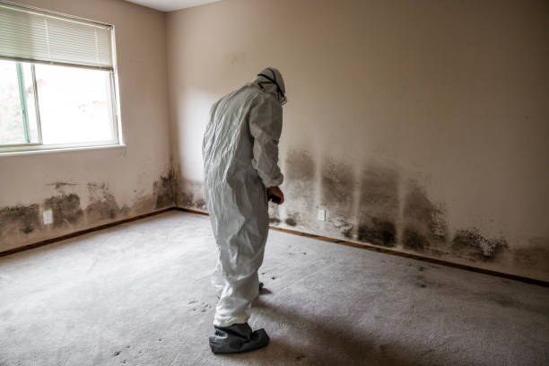 Best Local Mold Removal Service  in Brimfield, OH