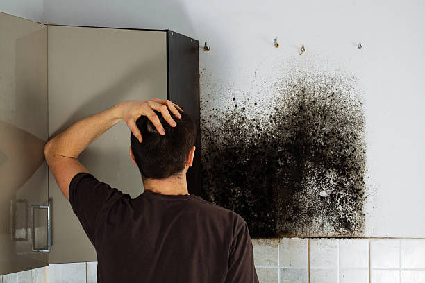 Best Mold Damage Repair  in Brimfield, OH